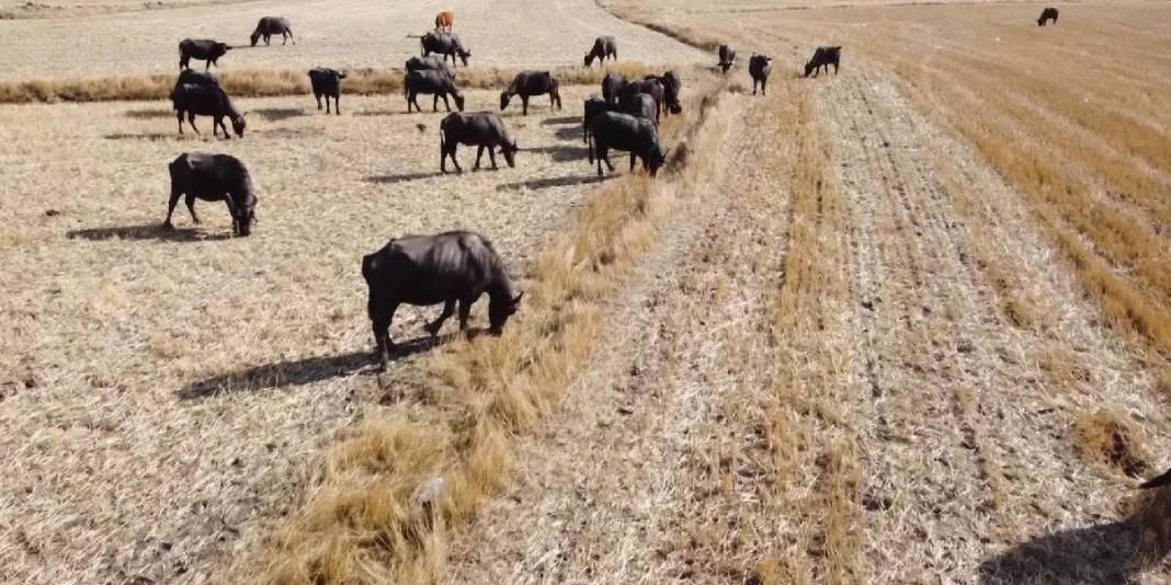 Sulak ve serin yaylalar onların vazgeçilmezi! Meşhur yoğurdun oluşum hikayesi: Bu ilçede üretim had safhada 3